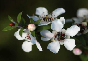 Esclarecimentos sobre o Mel de Manuka: o que você precisa saber